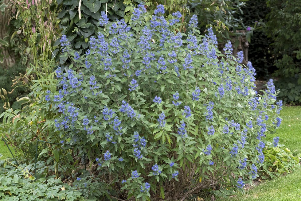 Bearded flower (Caryopteris × clandonensis BLUE BALLOON) bearded flower (caryopteris × clandonensis blue balloon)