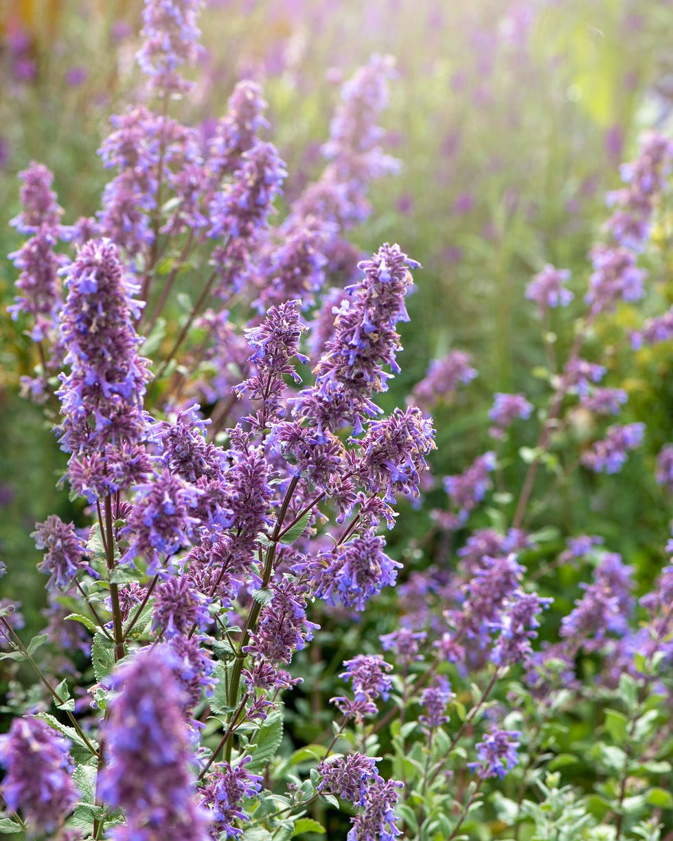 types of flowers catmint types of flowers catmint