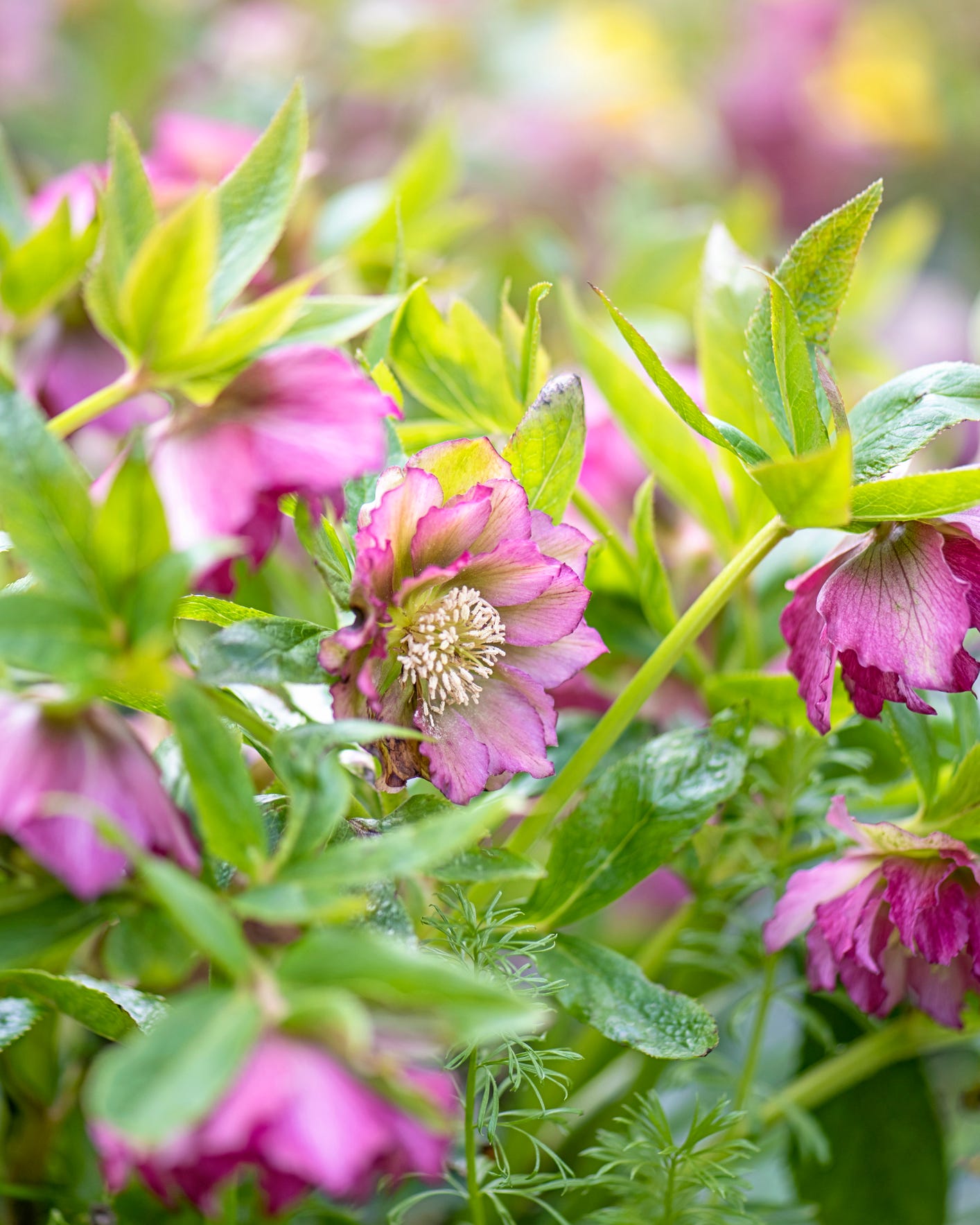 double hellebore pink flowers also known as lenten rose