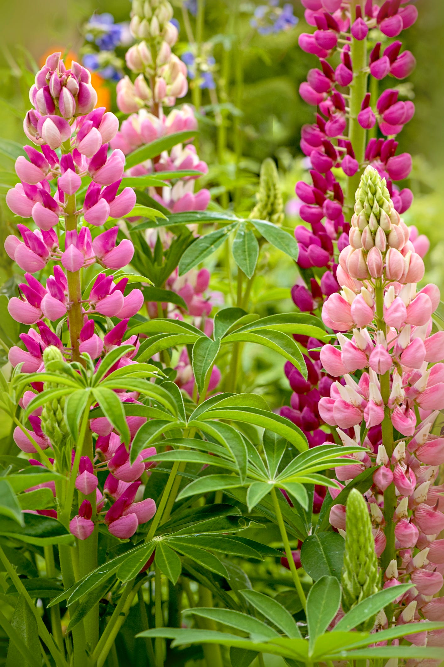 beautiful summer pink lupin flowers in an english cottage garden with soft sunshine