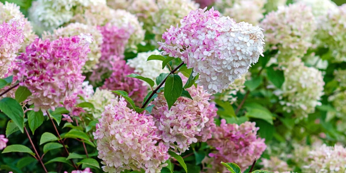 Don’t Miss Your April Pruning Window: Cut Back Roses, Lavender and 3 More Plants Now Don’t Miss Your April Pruning Window: Cut Back Roses, Lavender and 3 More Plants Now