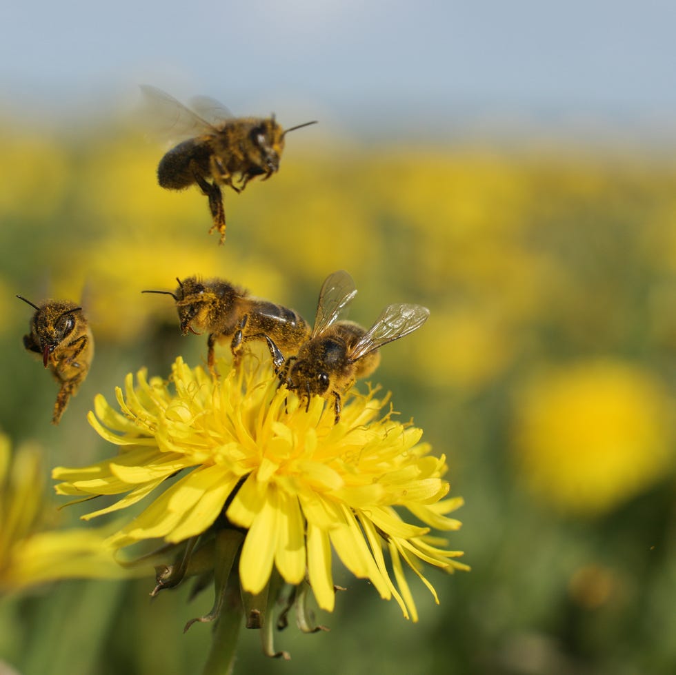 Bee on dandelion Bee on dandelion