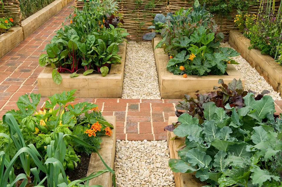 Vegetable garden with raised beds and pathways.