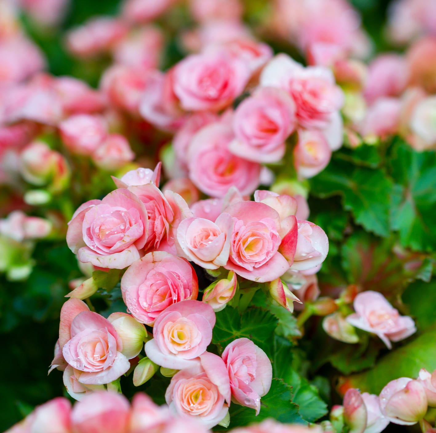 begonias