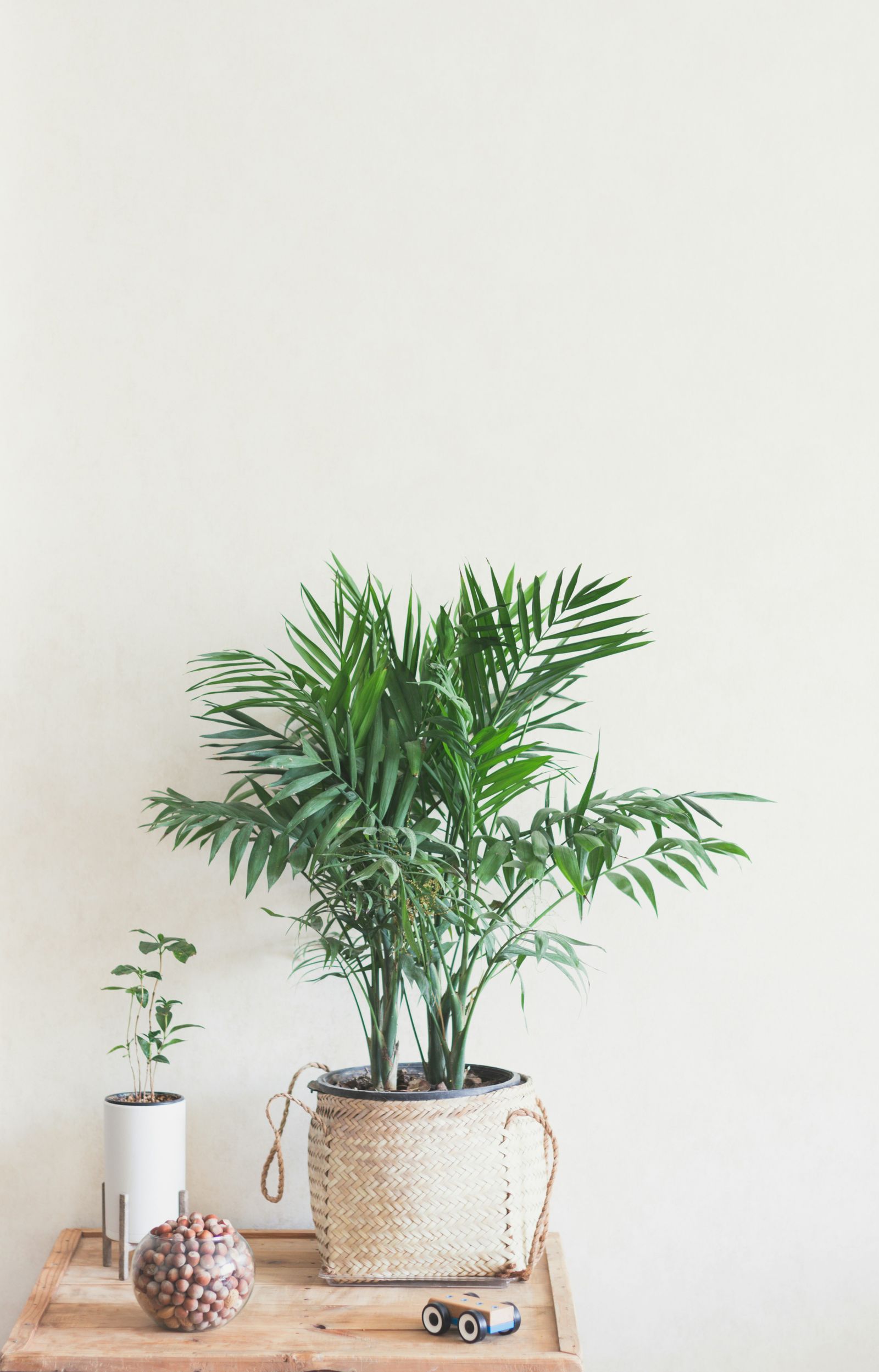 Image may contain Palm Tree Plant Tree Potted Plant and Leaf