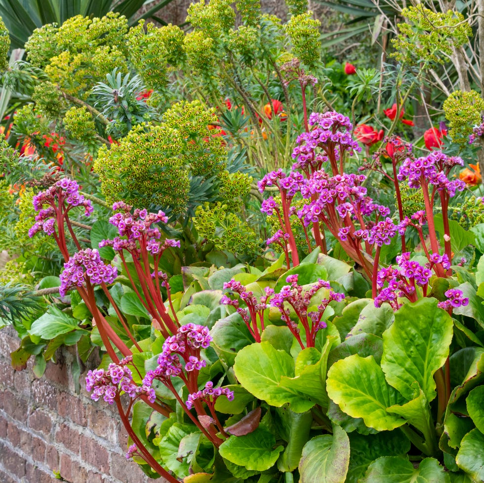 bergenia and euphorbia plants hanging over a brick wall in a spring garden