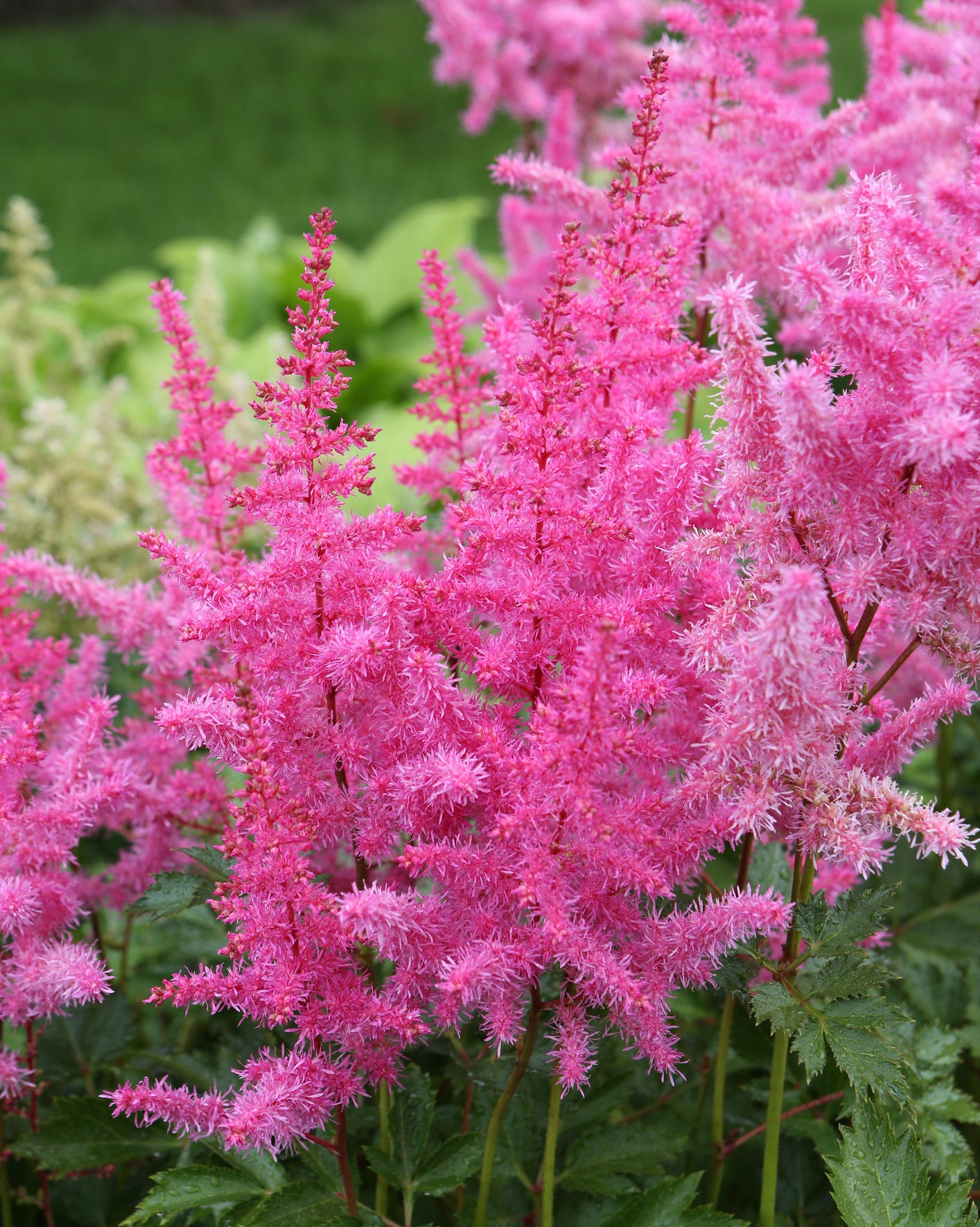 best perennial flowers and plants