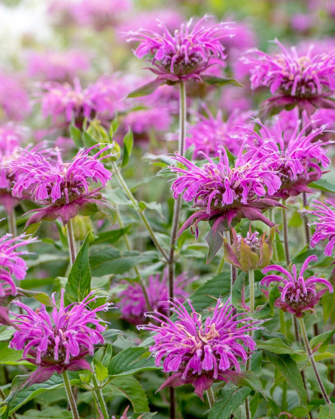 best perennial flowers and plants