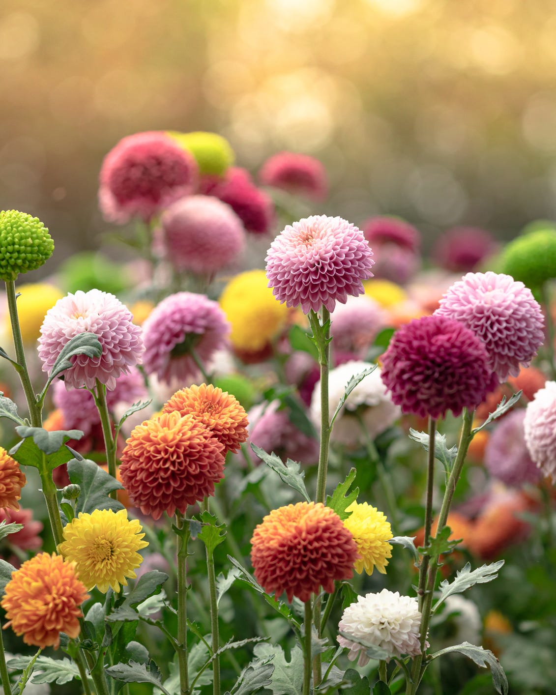best perennial flowers and plants
