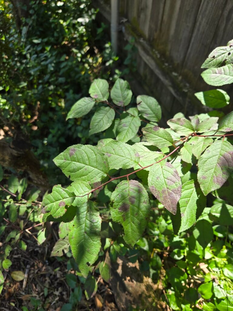 Help identifying plant Help identifying plant