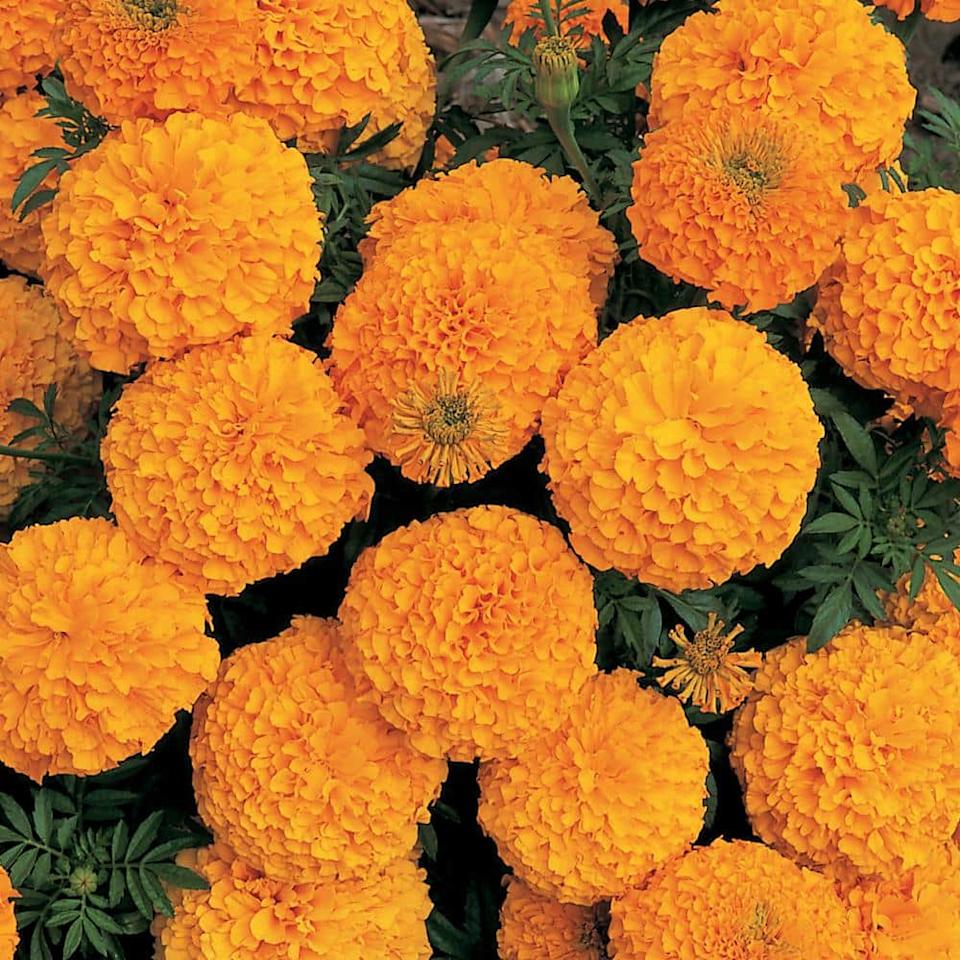 The Only Annual Flower You Need to Plant