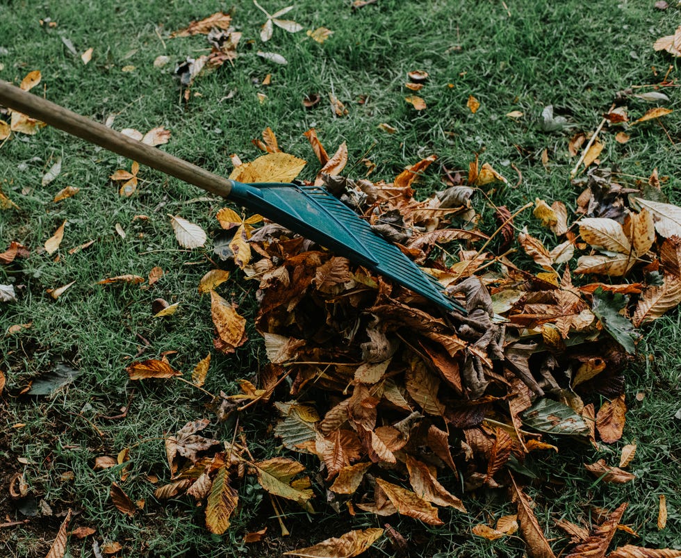 Close-up of a rake being pulled through a pile of autumn fallen leaves on grass
