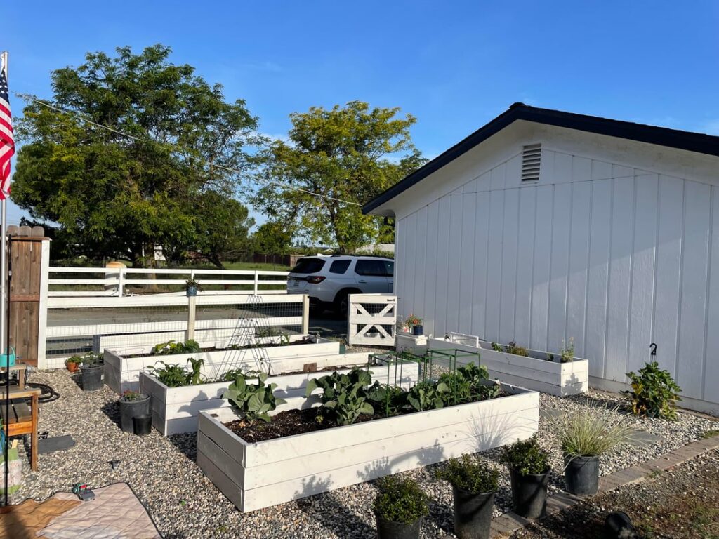 Second year gardening