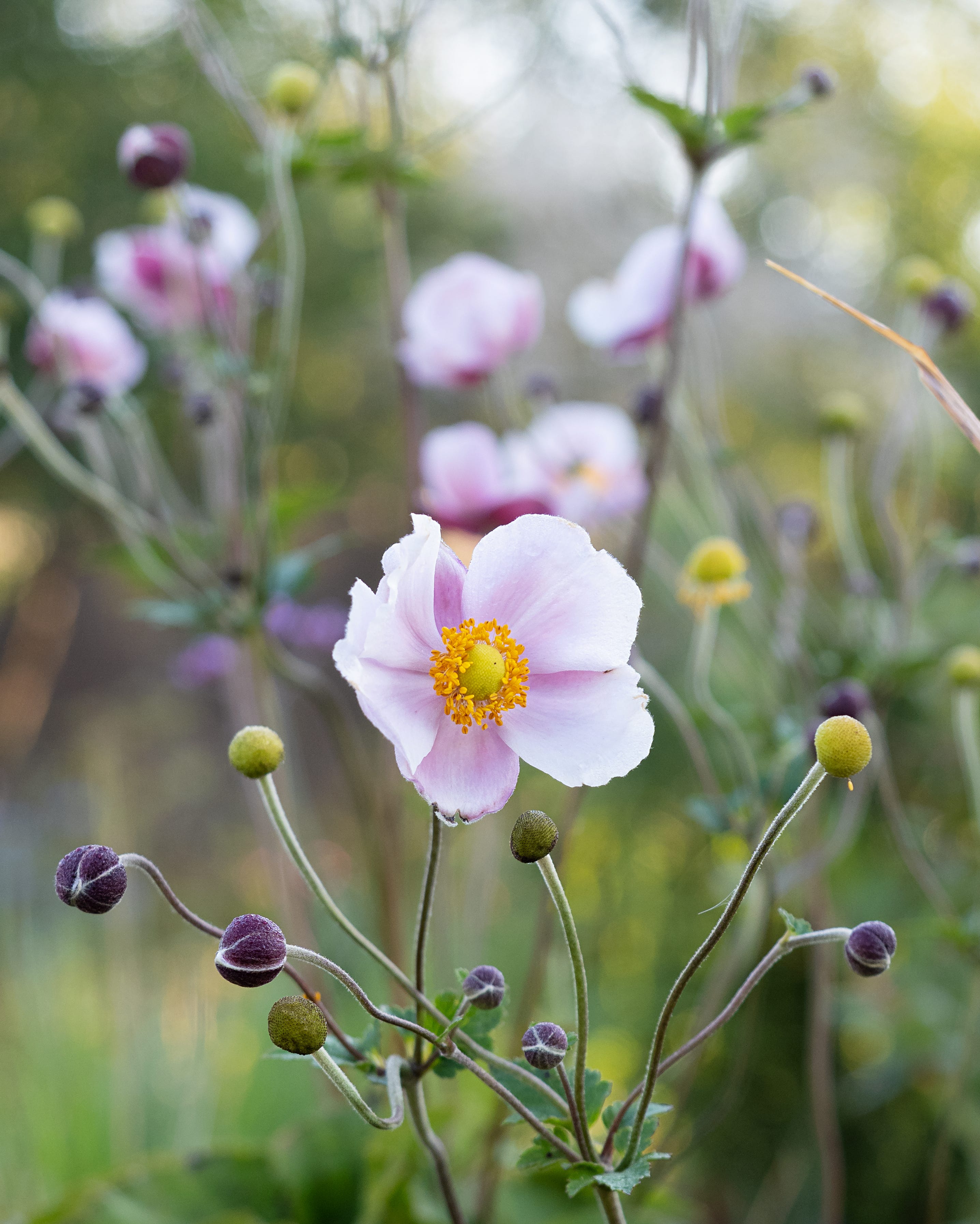 Close-up of pink flower of ornamental Japanese Anemone against natural background in summer garden. Eriocapitella hupehensis
