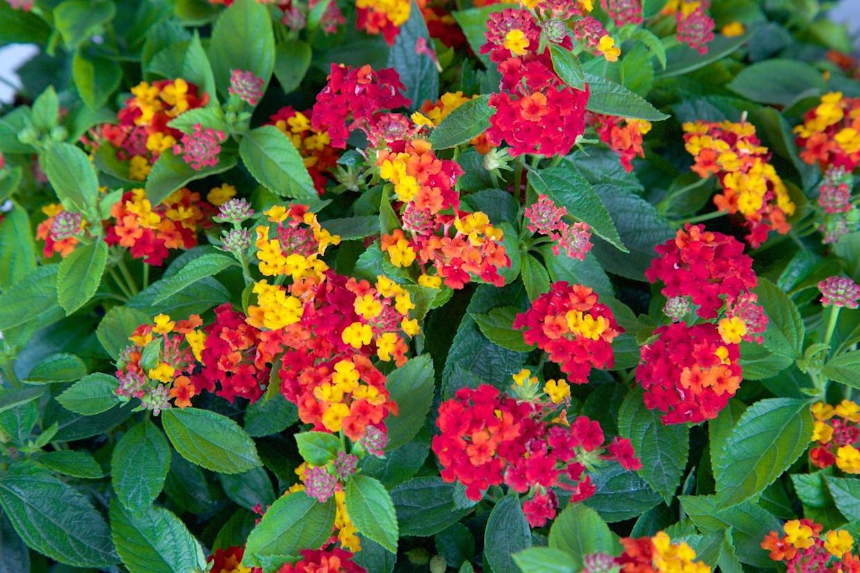 Credit: Southern Living Plant Collection