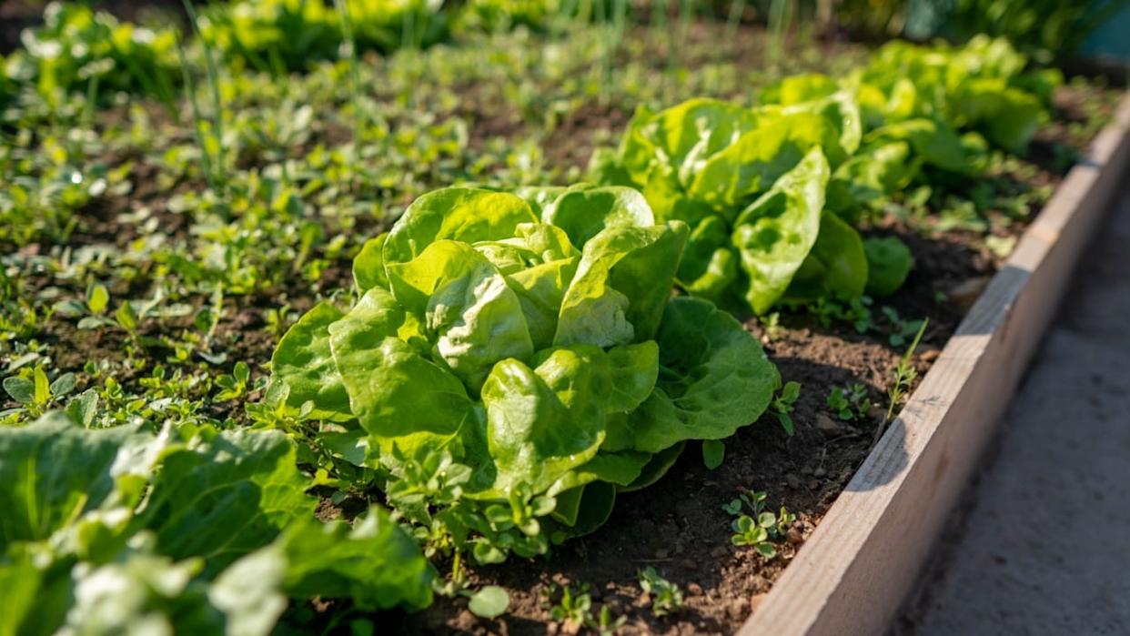 Green lettuce leaves in the vegetable field. Gardening background with green salad plants in the ground.