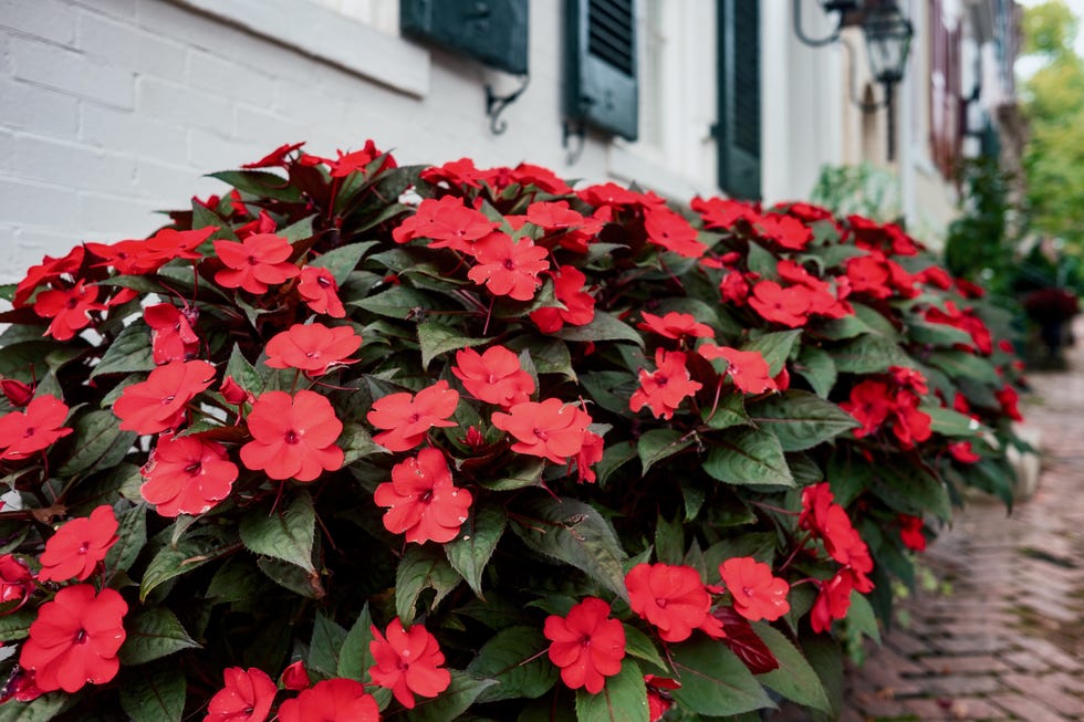 Red Impatiens at Front Entrance of House
