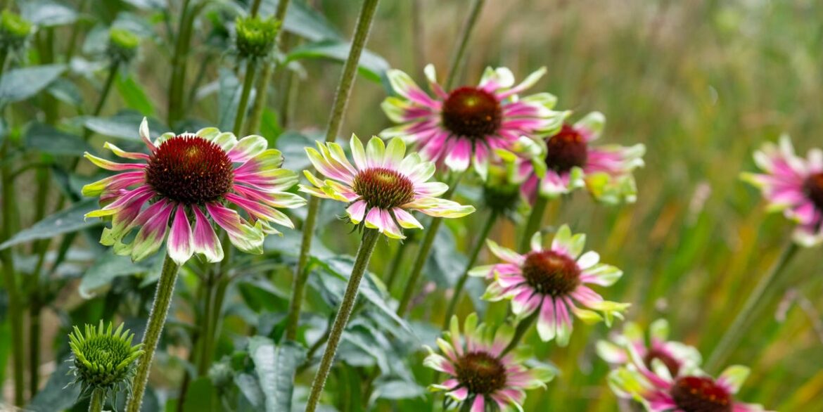 April Is Your Last Chance To Plant These 5 Fast-Growing Perennials For Vibrant Spring Blooms