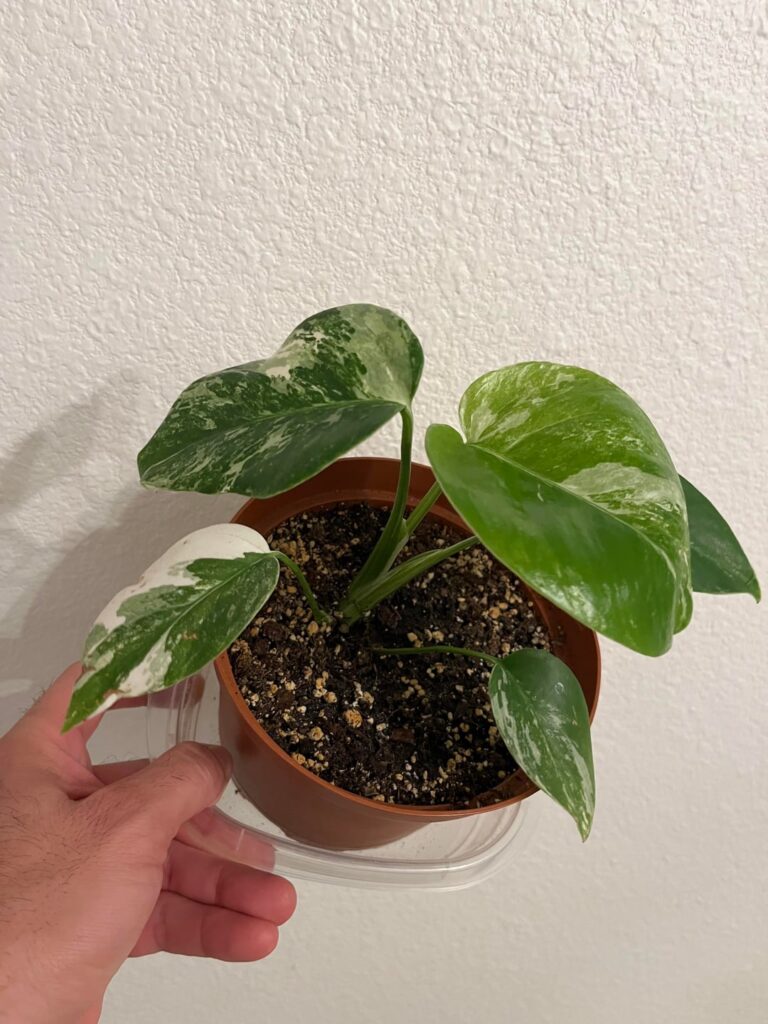 Was sold as an albo. Thoughts?