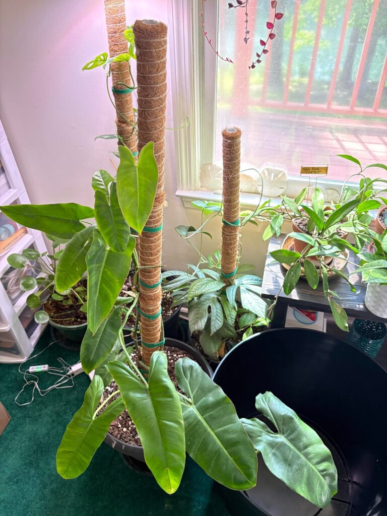 Two current faves: Paraiso Verde & Spider-Man Monstera