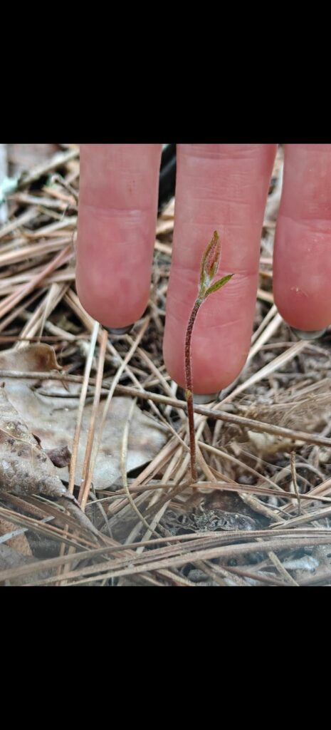 progress update on quercus oglethorpensis (friends we have two!)