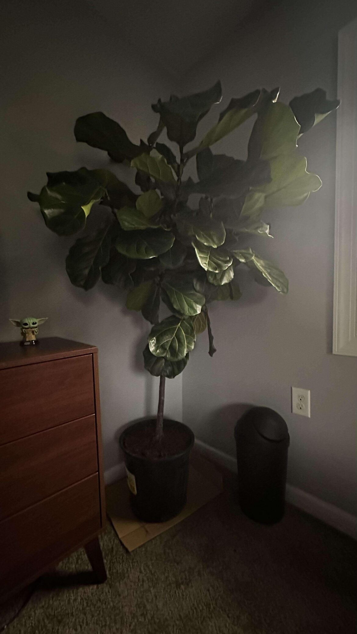 Scored this beauty at Walmart for $48
