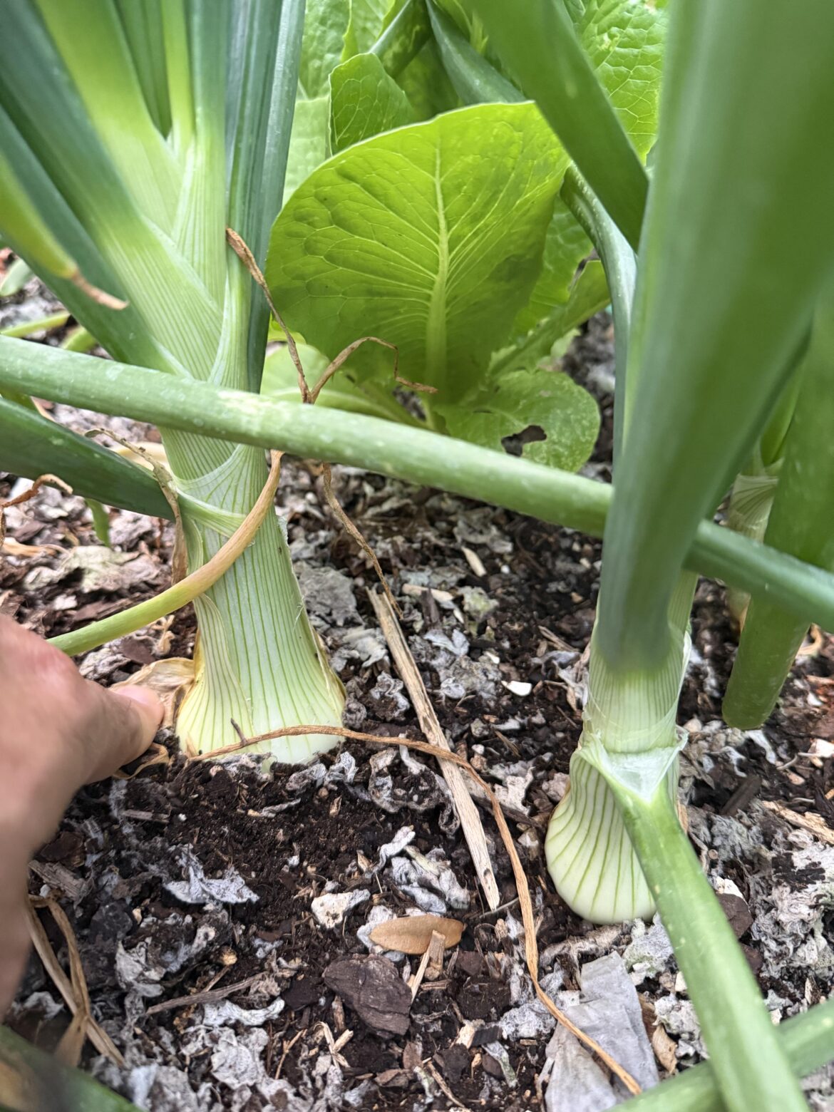 Bulbing Onions