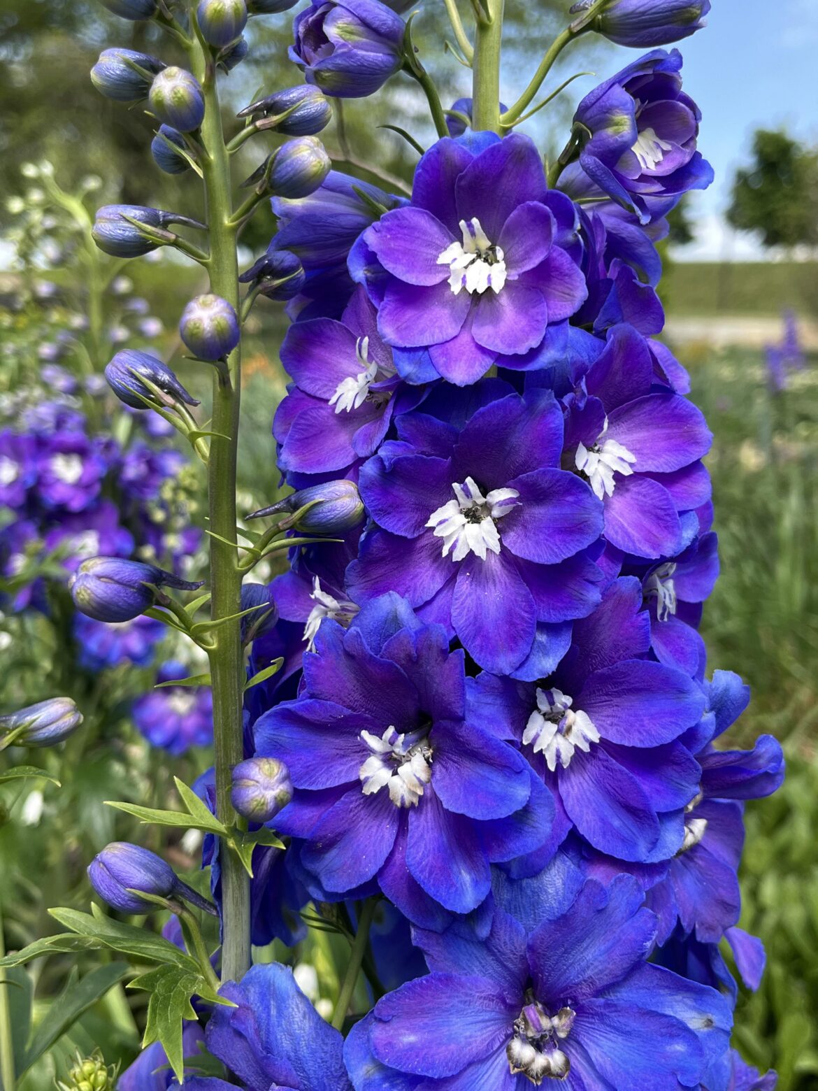 Delphinium elatum (Candle larkspur)[oc]