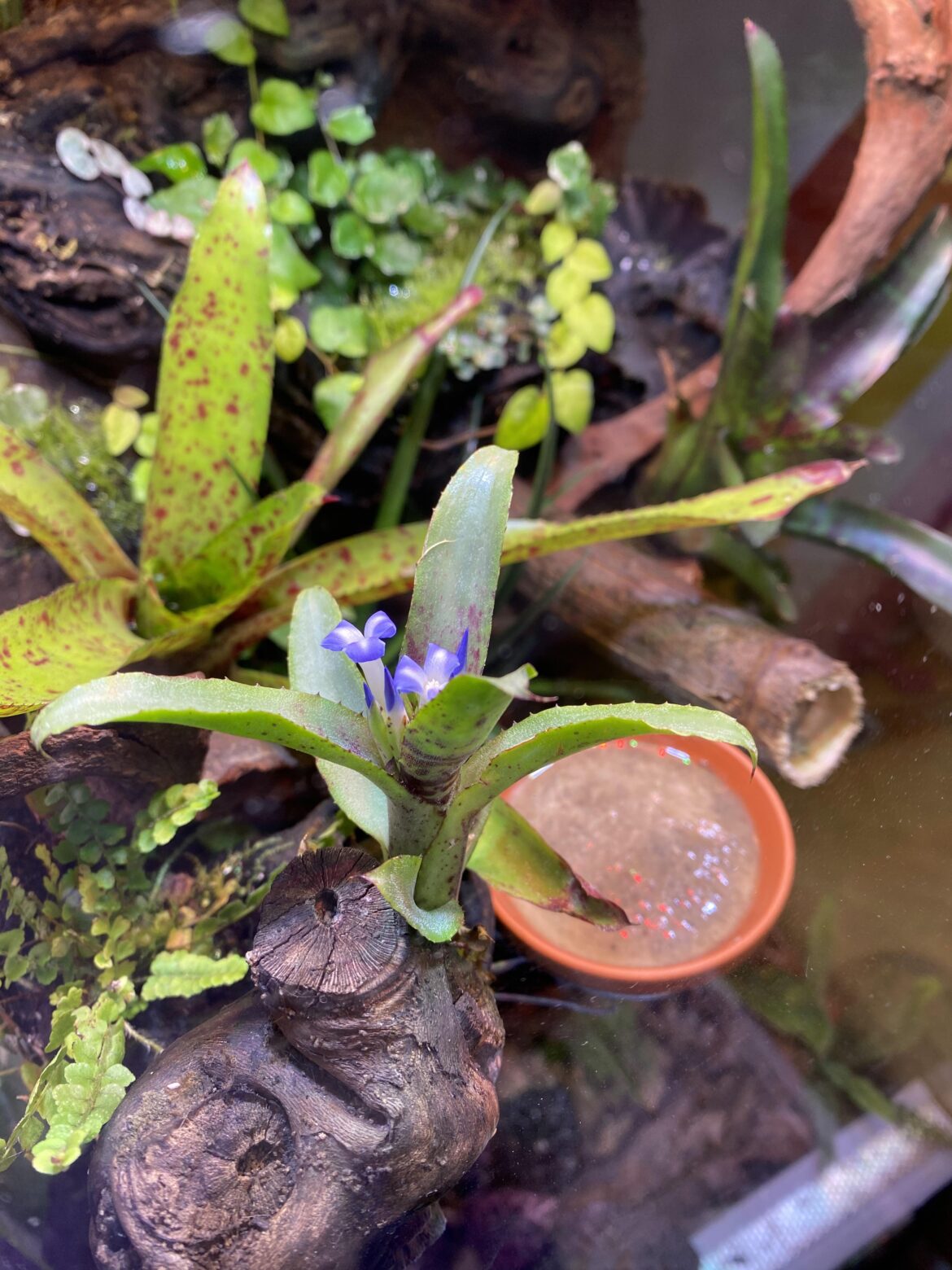 Bromeliad is flowering