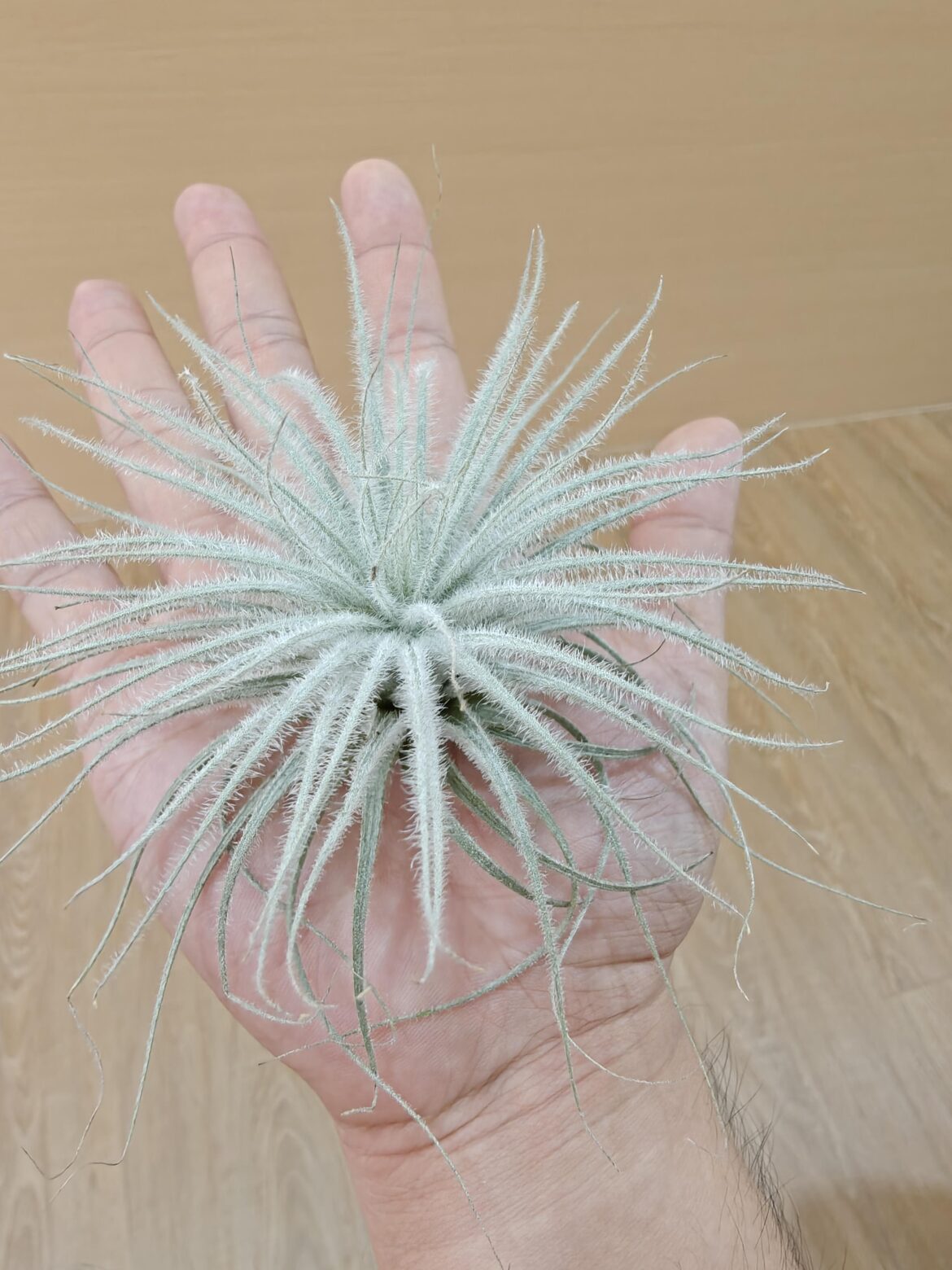 New Fuzzy tectorum