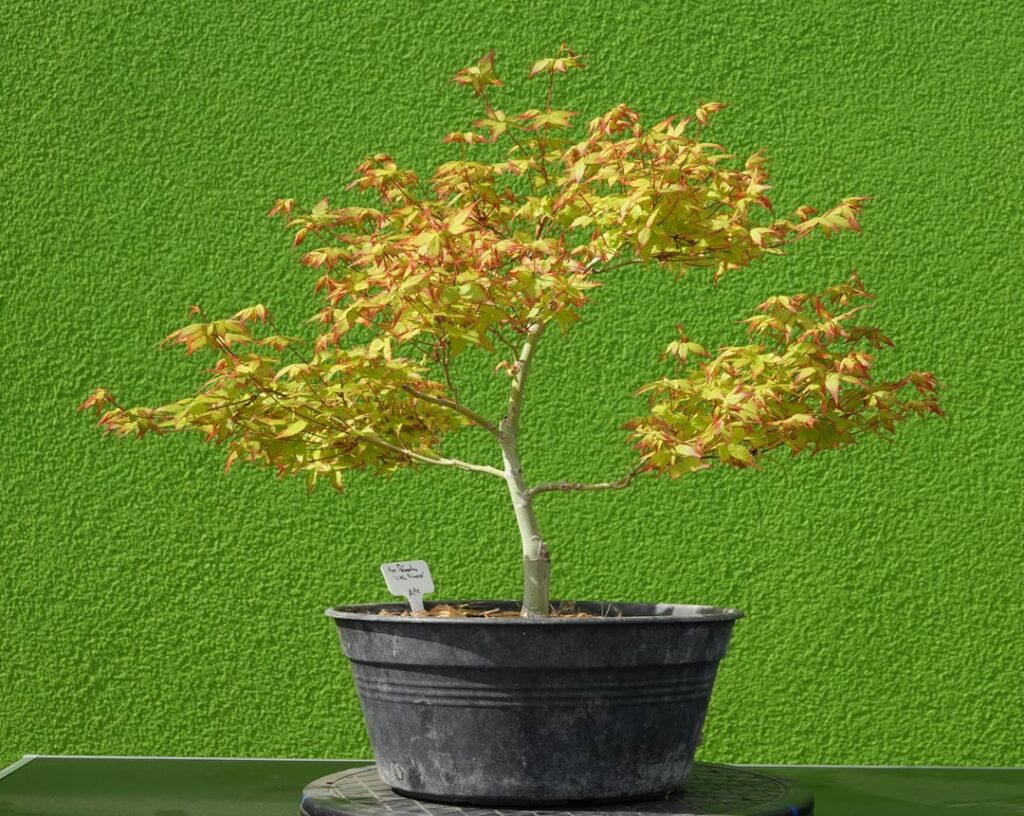 Bonsai photographing: Planing around with an actual camera