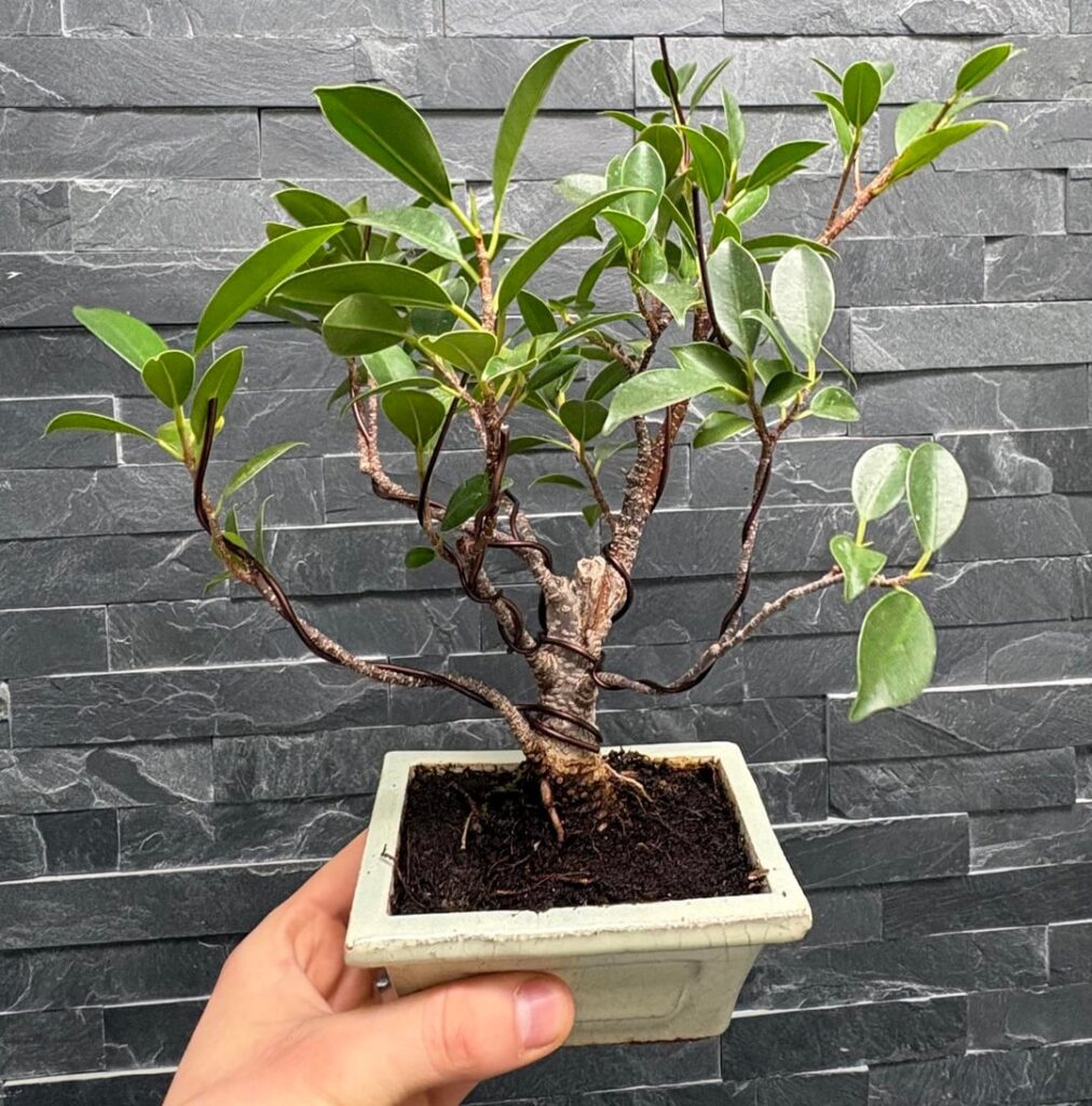 My first styling attempt on my ficus My first styling attempt on my ficus
