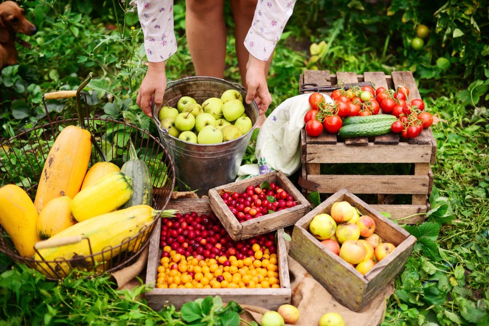 Woman on a Farm. Woman Farmer picking fruit from her organic garden. Agriculture: woman picking ripe apples in garden during fall.
