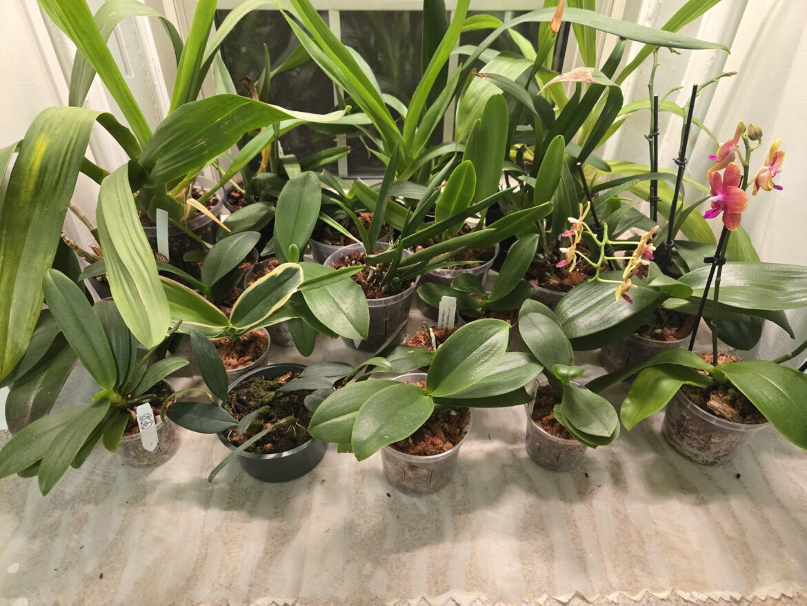 Rebloom advice?