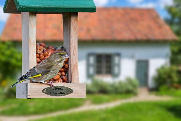 The Greenfinch population has declined by more than 65 per cent over the last 30 years The Greenfinch population has declined by more than 65 per cent over the last 30 years