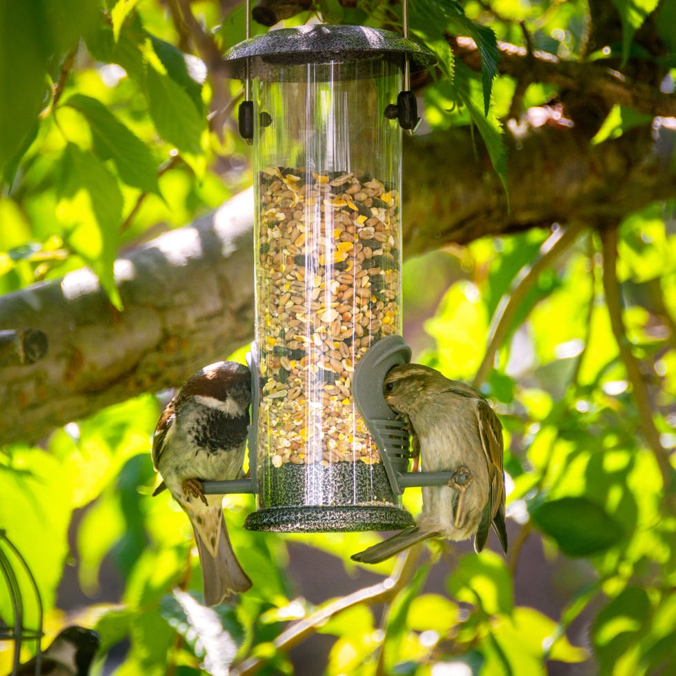bird feeder and house sparrows in the shade of cherry tree in late spring