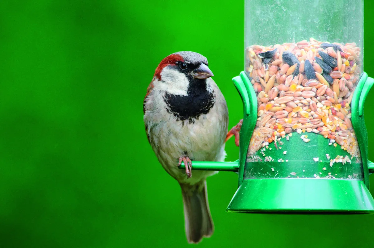 2TC271D House sparrow, Passer domesticus, male, perched on hanging seed feeder, County Durham, England, UK, August.
