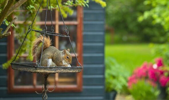 Picture of squirrels stealing from a birdfeeder 
