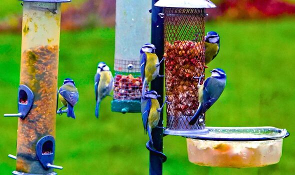 Picture of lots of birds near a garden birdfeeder