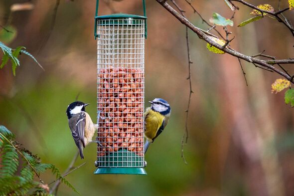 A coal tit and a blue tit feeding on peanuts either side of a hanging bird feeder, in Cumbria UK. A coal tit and a blue tit feeding on peanuts either side of a hanging bird feeder, in Cumbria UK.