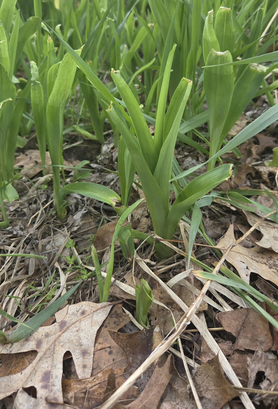 What is this plant, apps weren't helpful