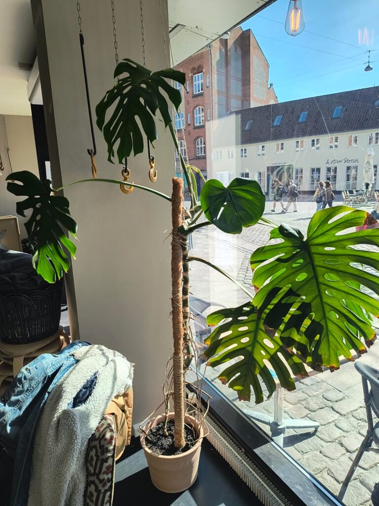 Not my plant, but have been asked to care for it.