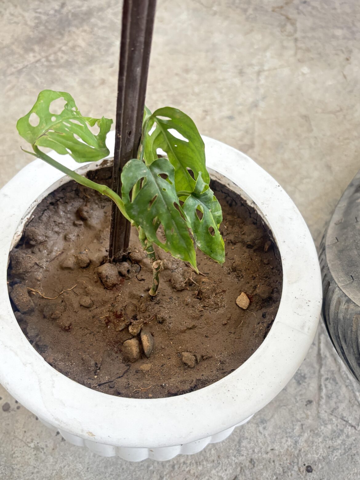 I bought this Monstera from a nursery a week ago, but the leaves are looking dry and there is no sign of progress. Please give some suggestions on how to grow this plant.