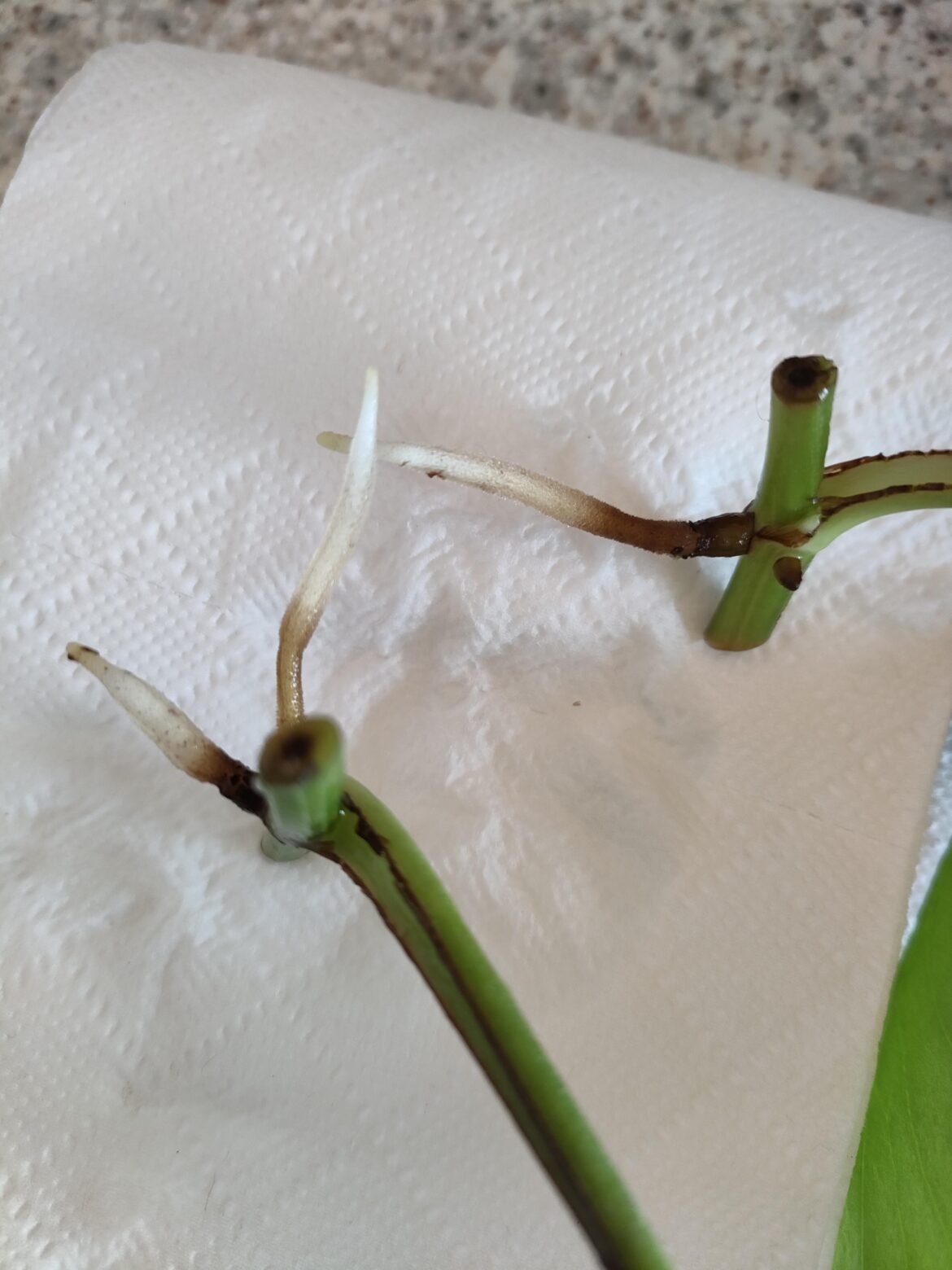 Should I wait a little longer before potting these into soil?
