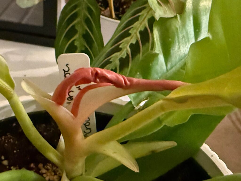Is this the start of a flower bud? Is this the start of a flower bud?
