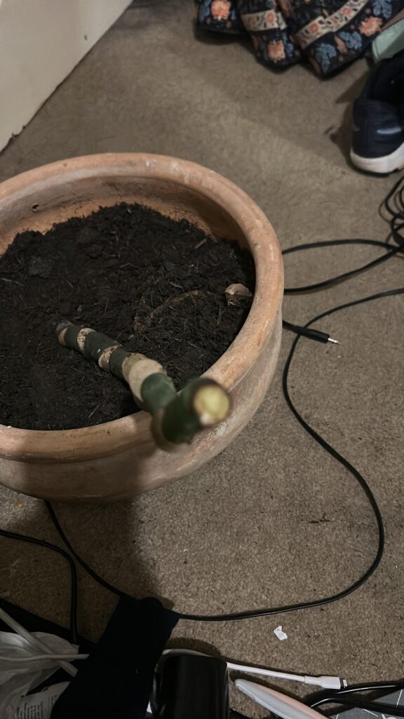 My beautiful Monstera was chopped up by flatmates . Please help me save it from a stump My beautiful Monstera was chopped up by flatmates . Please help me save it from a stump