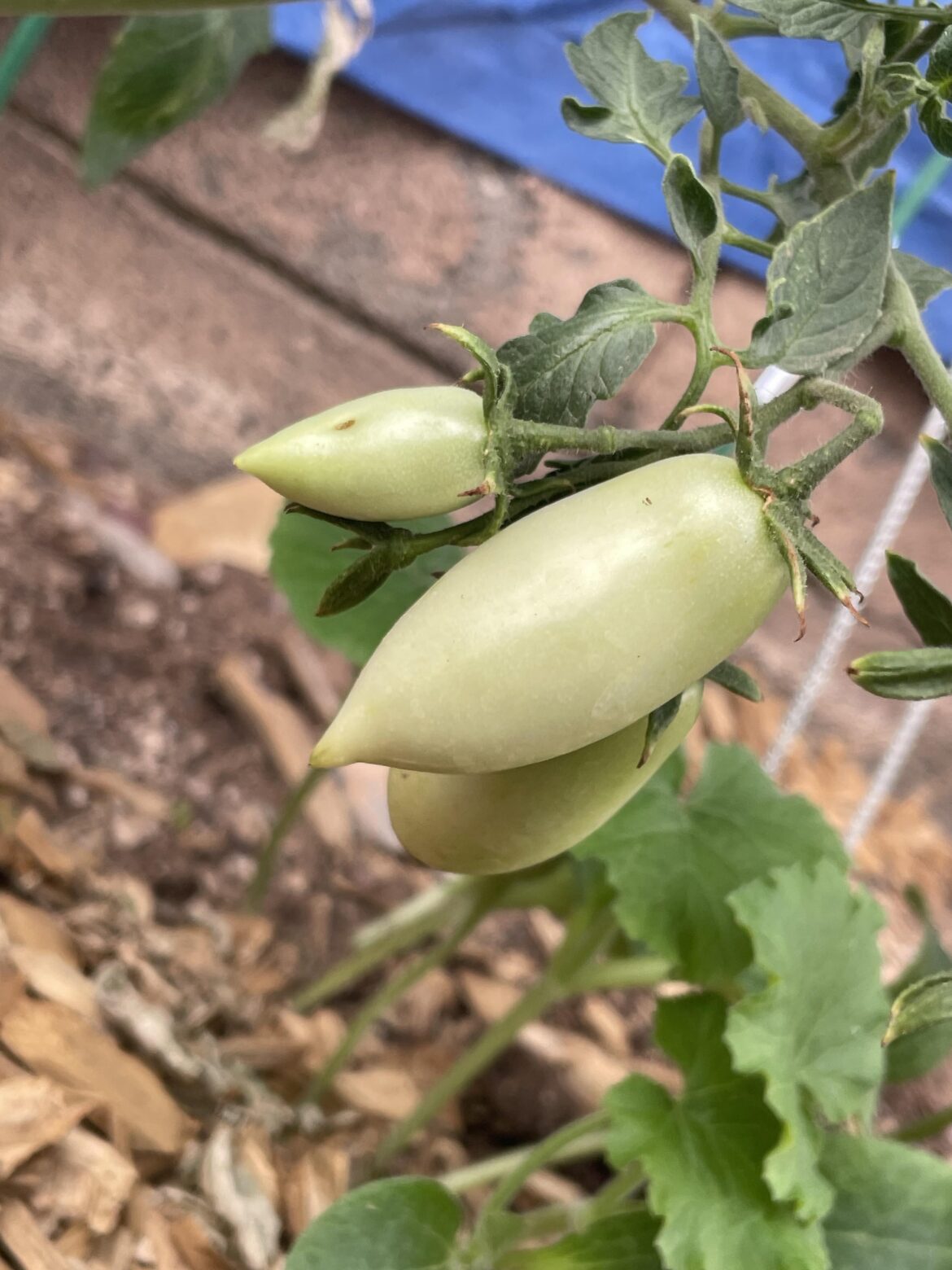 Roma tomatoes ?