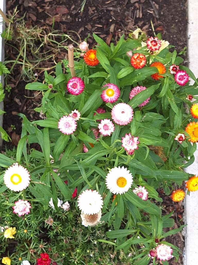 My garden: Strawflowers