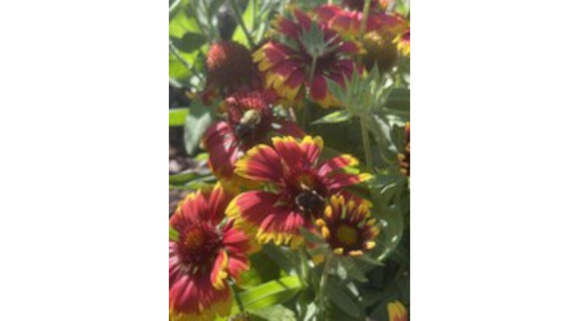 Dakota Gardener: Be “Water Wise” — Grow Native Plants Dakota Gardener: Be “Water Wise” — Grow Native Plants