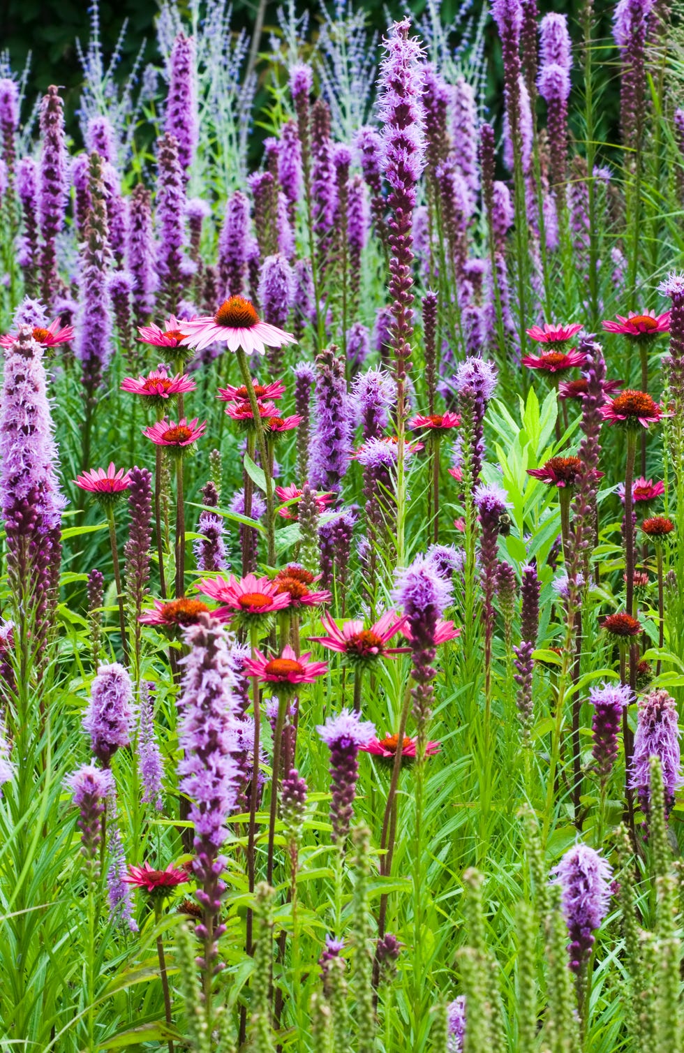 blazing star (liatris) flowers ii